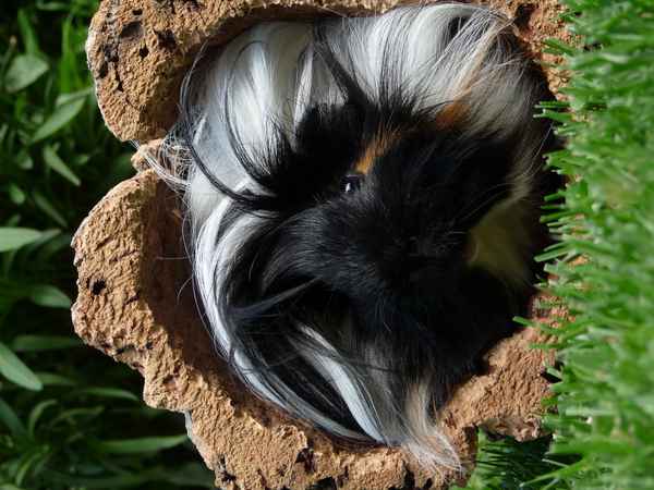 Alfo von Wuschel & Co:  Ich komme hier nicht raus!