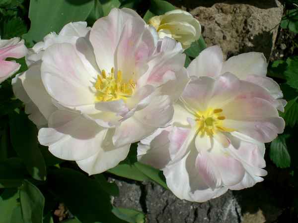 Paar in rose