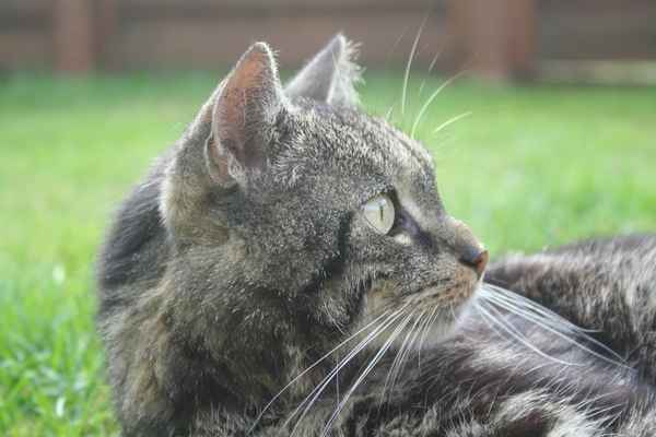 Europäisch Kurzhaar Kater "Lee"