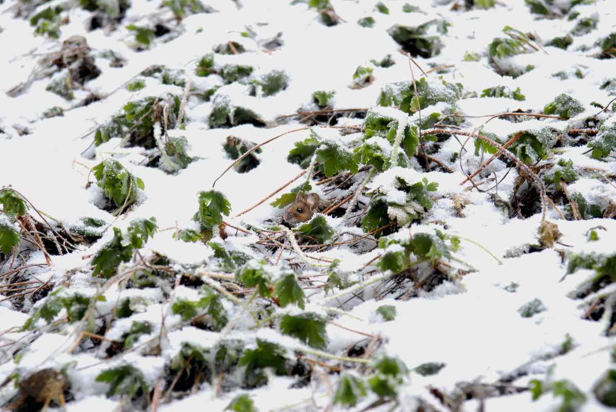 Mäuschen im Schnee