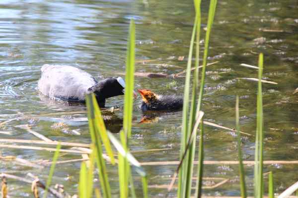 Blässhuhn (Fulica atra)