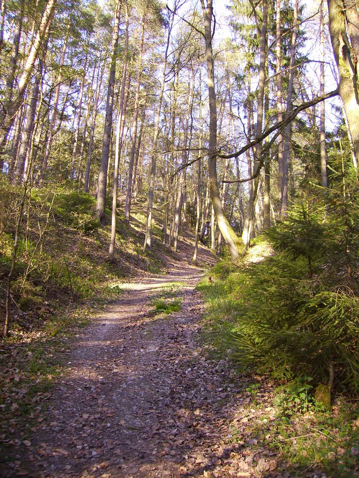 Waldweg