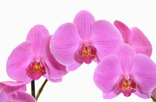 Rosa Orchidee