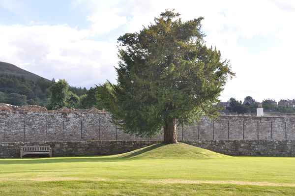 Baum auf dem Gelände der Melrose Abbey