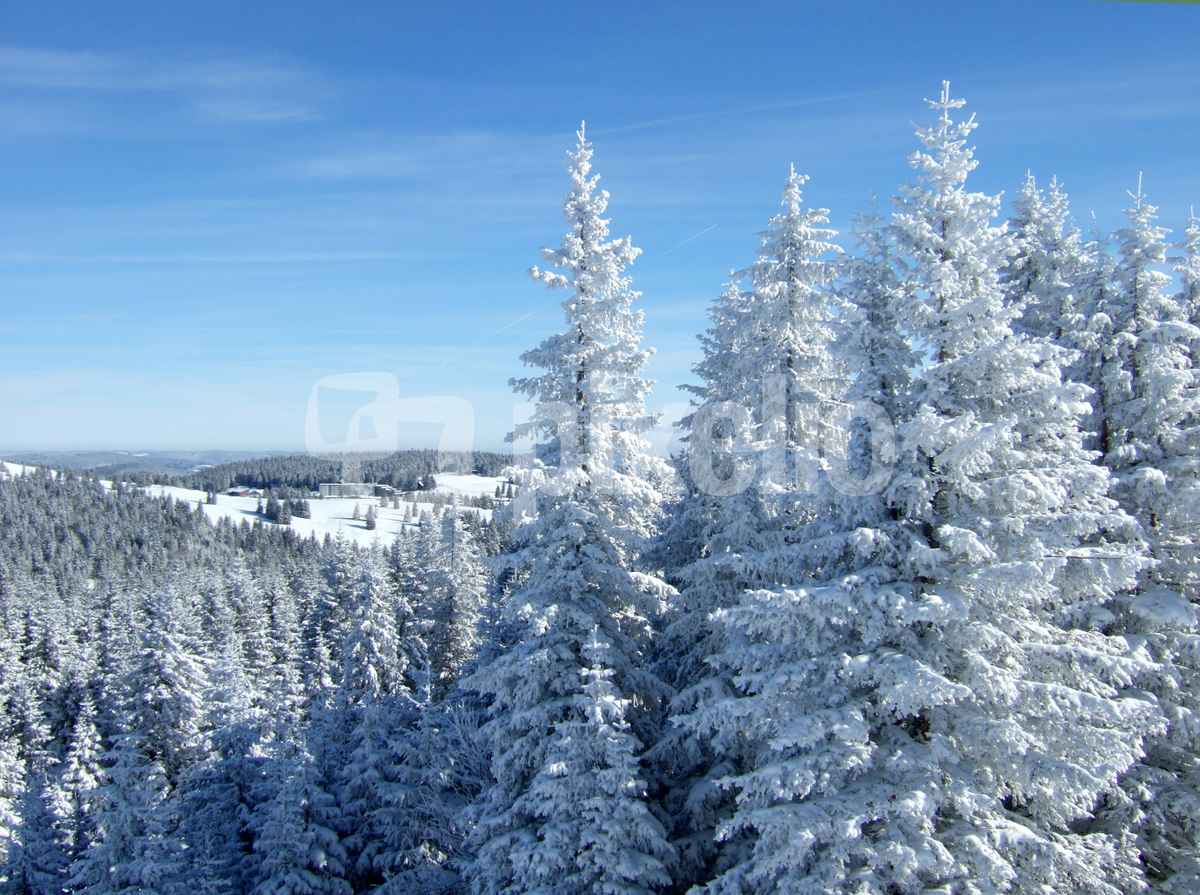 Schwarzwald-Winterzauber am Feldberg