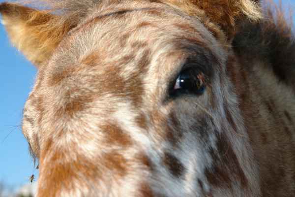 Auge in Auge