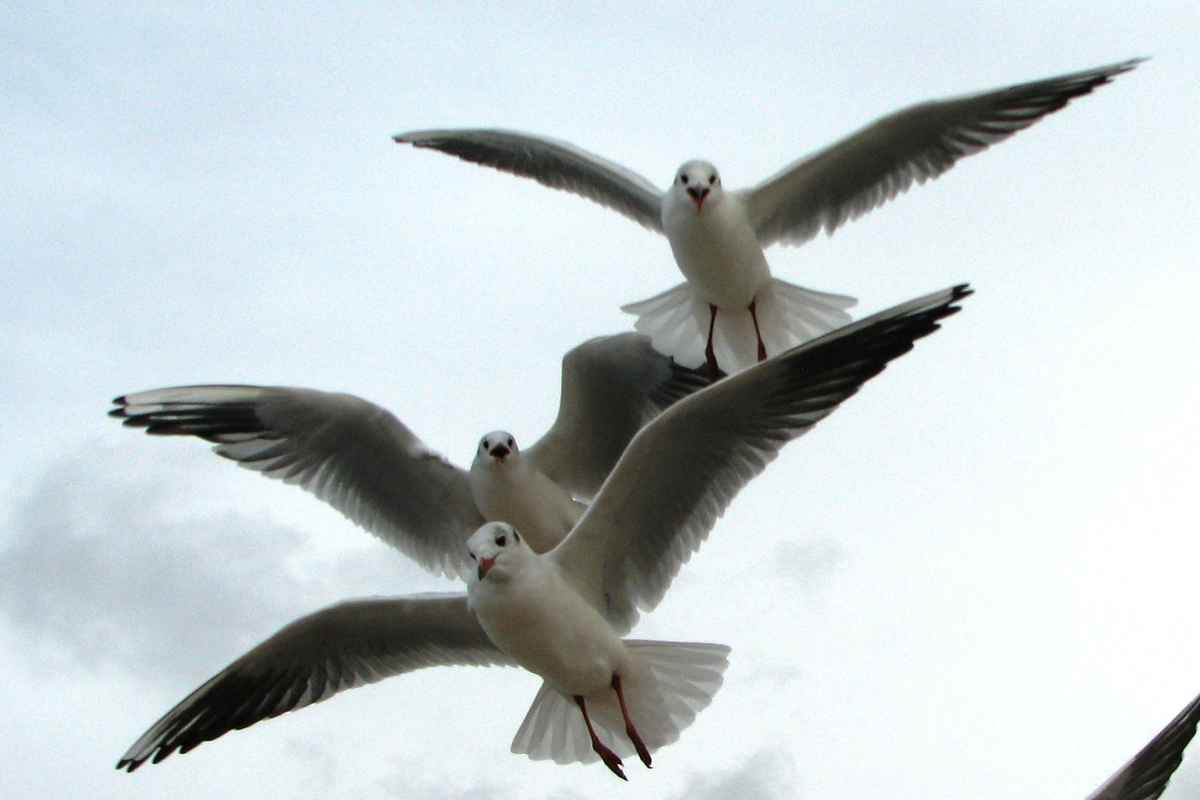 Möwen