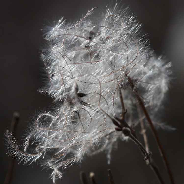 Clematis Nahaufnahme vom Samenstand