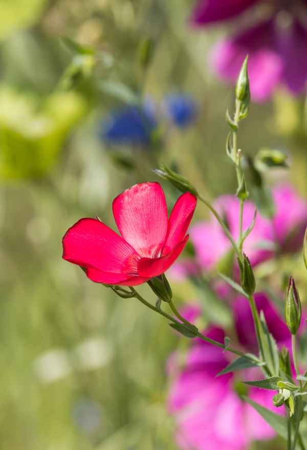 roter Lein