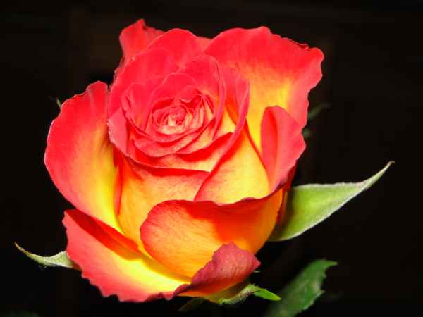 rose in flammen