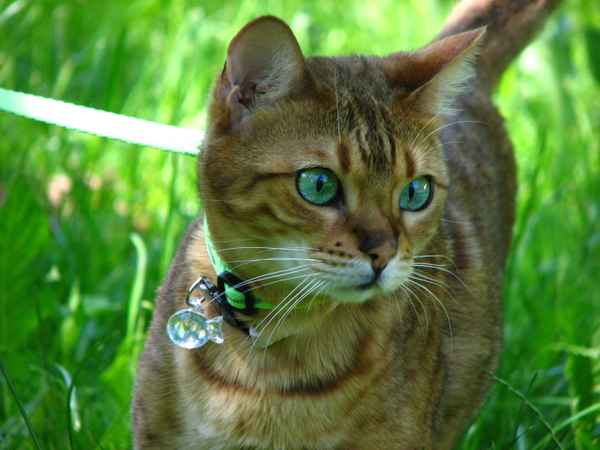 schöne Bengal Katze