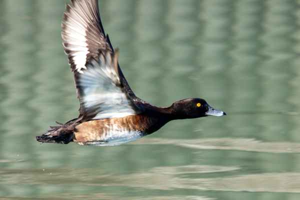 Flug-Ente_1