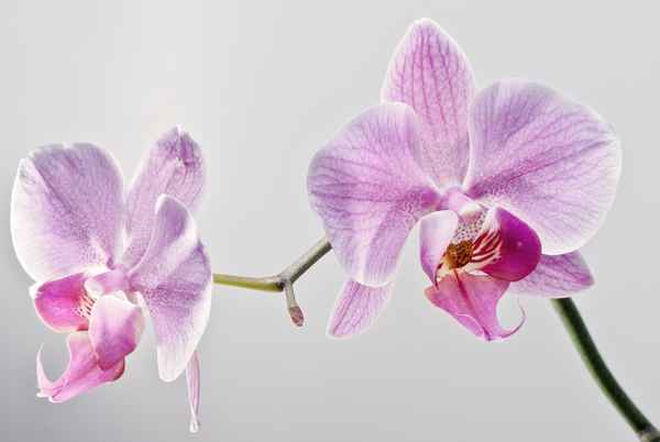 Orchidee
