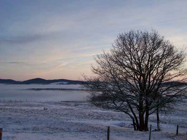 Baum im Winter