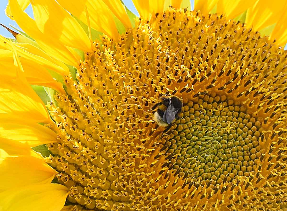 Sonnenblume und Hummel