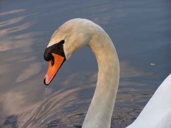 Mein Schwanen-Freund