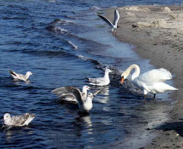 Schwan und Möwen