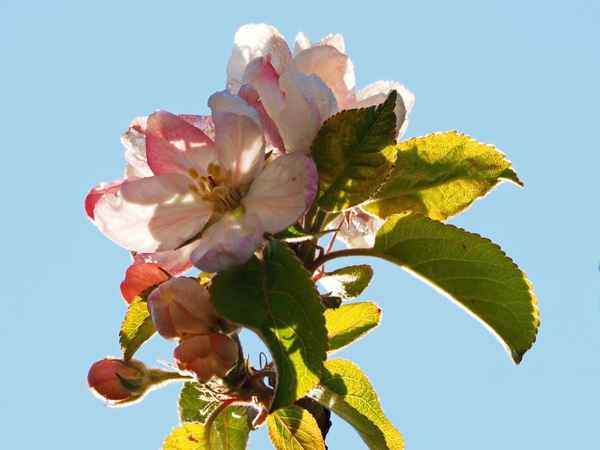 guten morgen liebe sonne 2