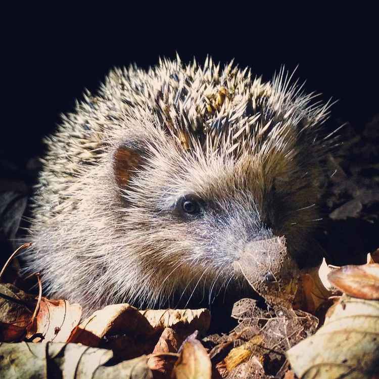 Junger Igel im Herbstlaub