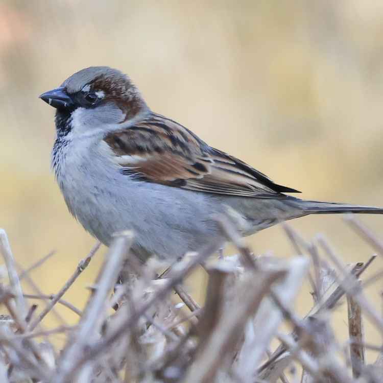 Der Haussperling wartet bis die Bl&auml;tter spriessen.....