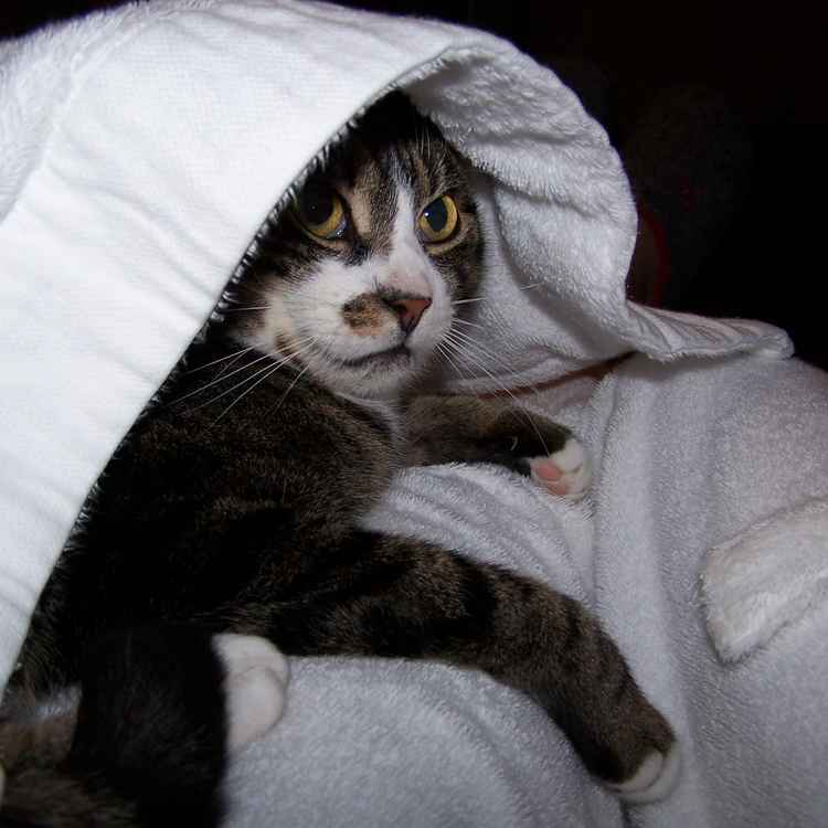 Bademantel-Kater