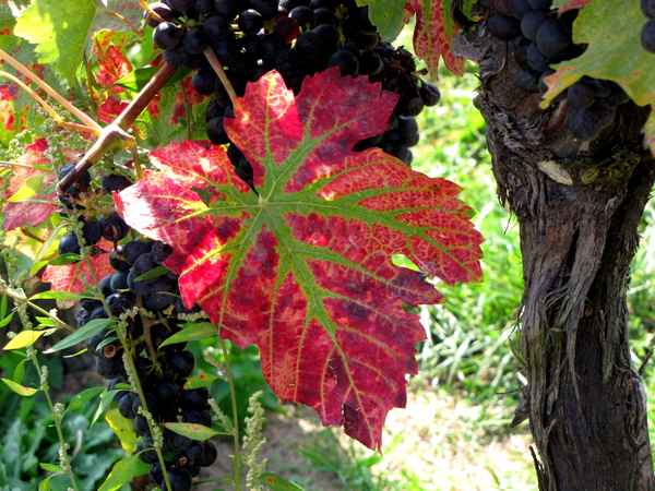 Farbenpracht am Rebstock