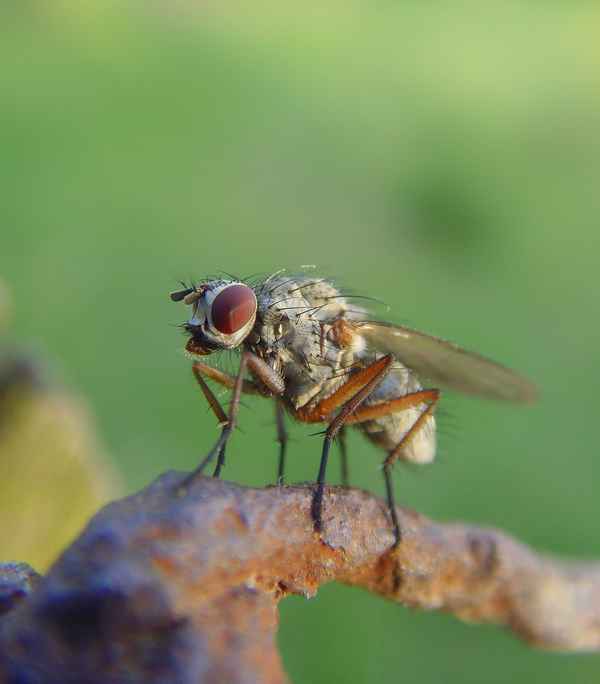 Sado-Maso-Fliege?