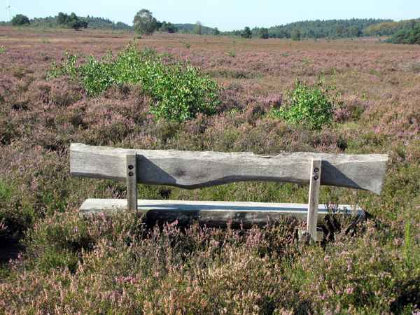 Herbst in der Mehlinger Heide