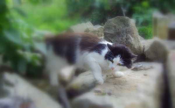 Persermix auf der Jagd (bearbeitet)