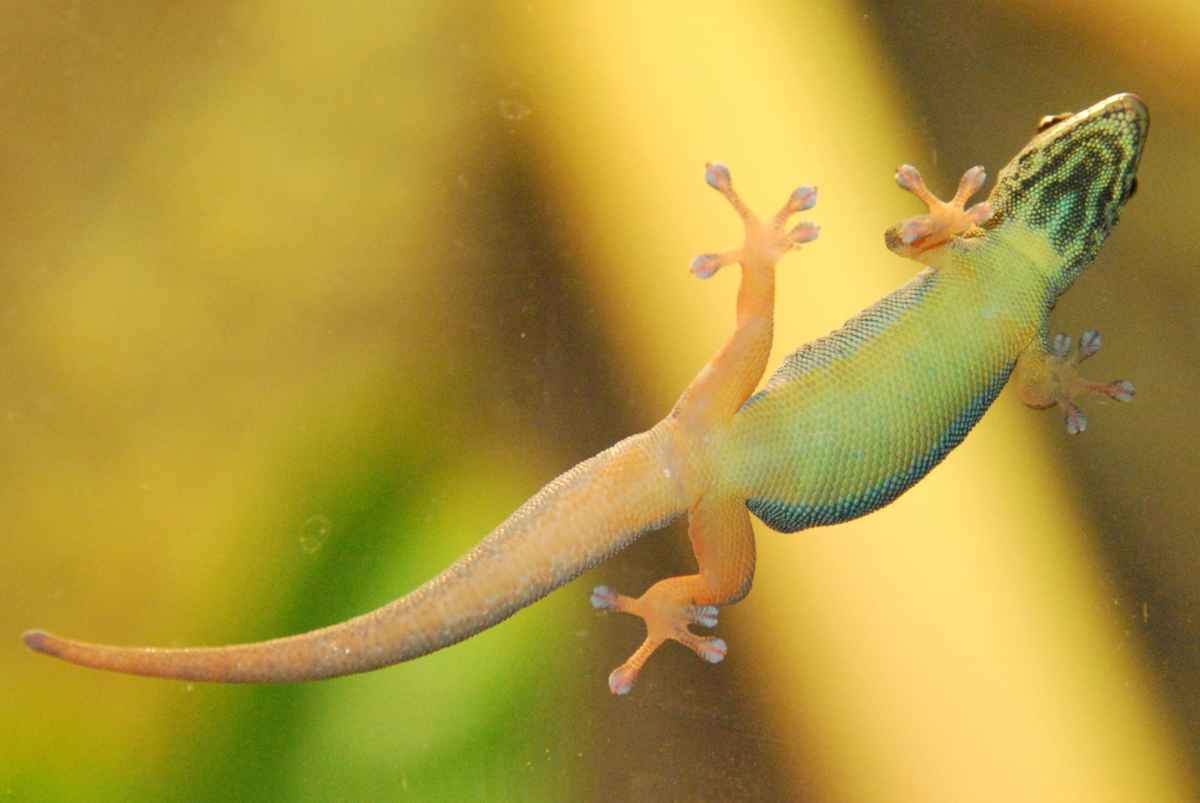 Gecko von unten