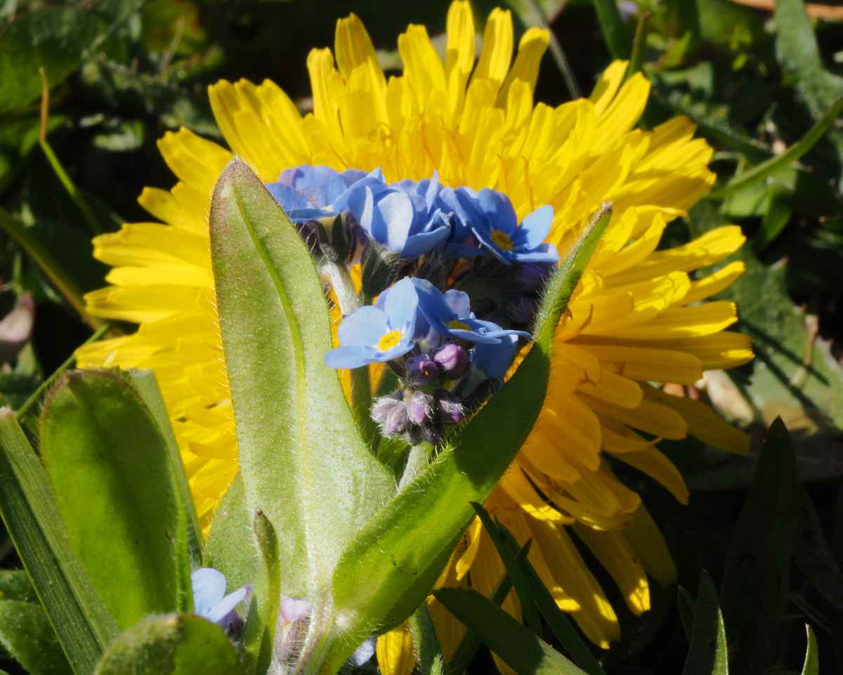 frühlingsblüten