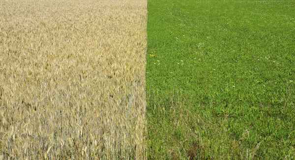 Kornfeld und Wiese