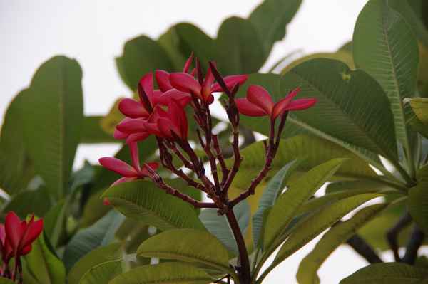 Oleander