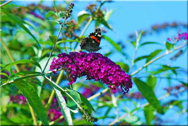Schmetterling sonnt sich ....