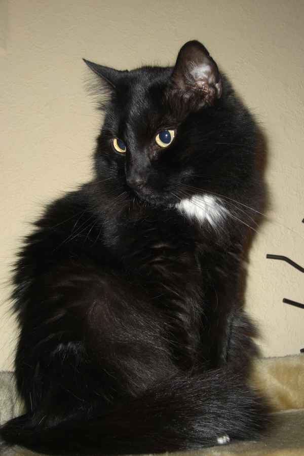 Katze in schwarz