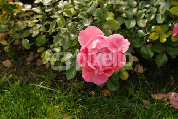 Rosen2