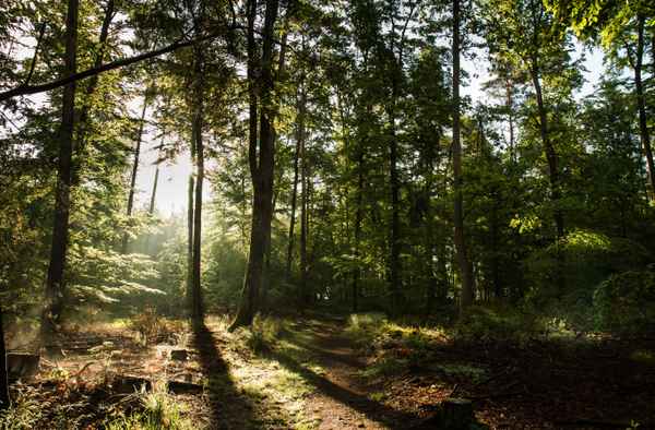 Morgenspaziergang im Maiwald