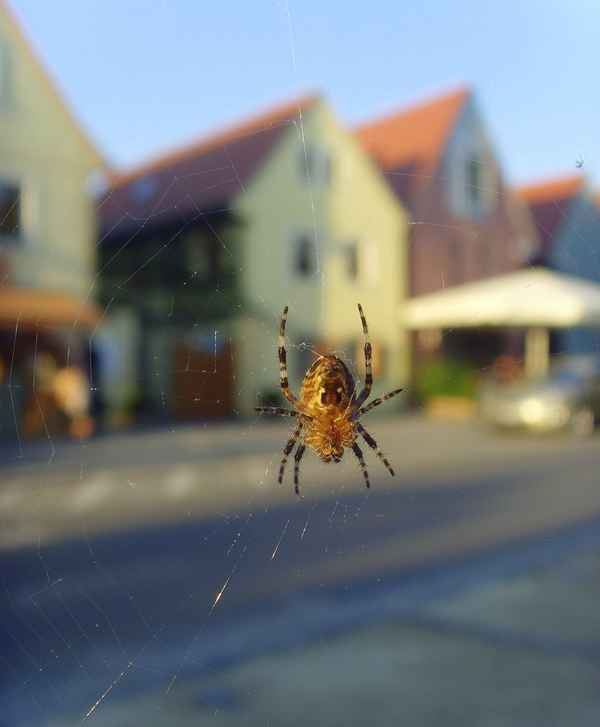 Kreuzspinne und ihr Blick auf Radebeul Altkötzschenbroda