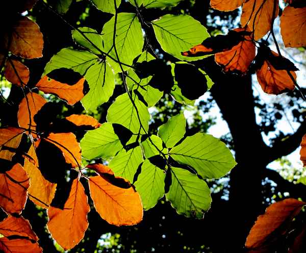 Herbstliche Kontraste
