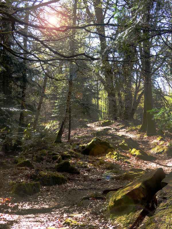 Waldstimmung