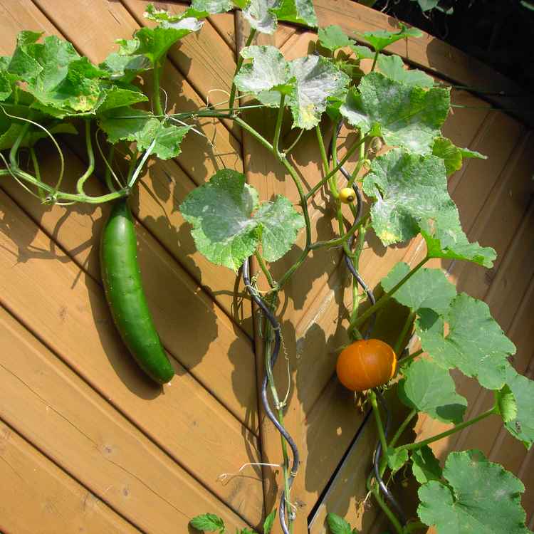 spätsommerliche Ernte