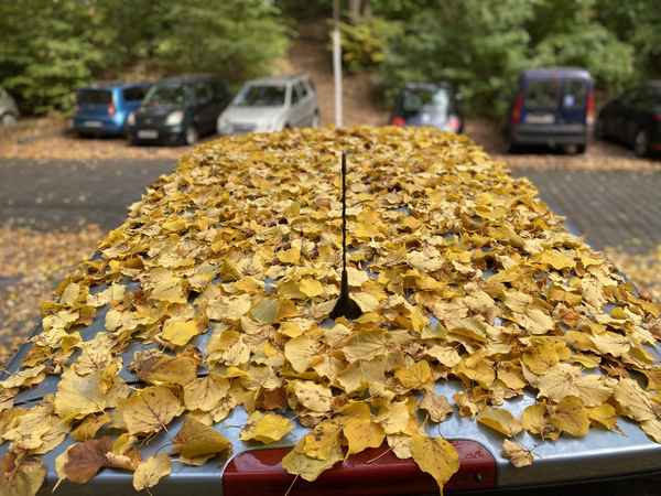 Laubblätter auf einem Autodach / Foto: Alexander Hauk