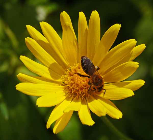 Das Schmachten hat ein Ende . . . ,