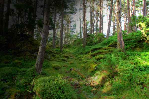 geheimnisvoller Wald