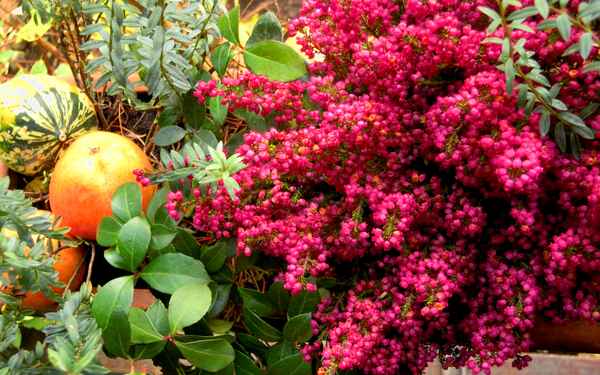Herbst