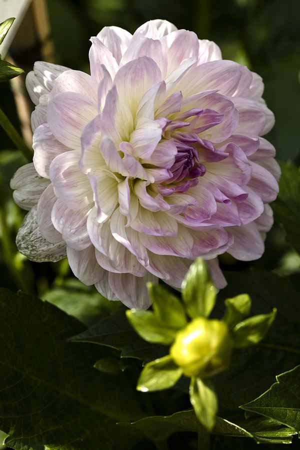 Dahlie I
