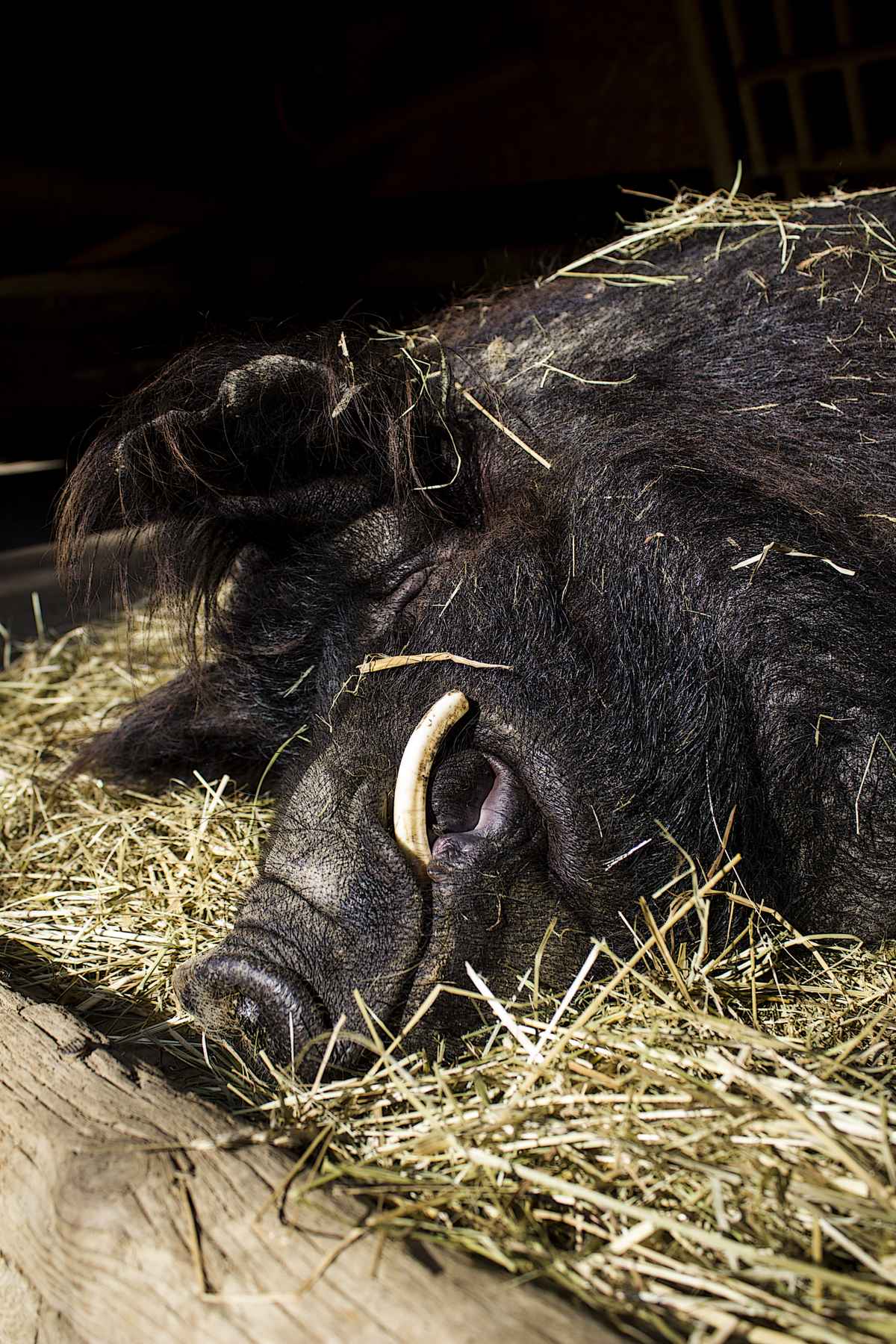 Rudern macht müde Andy