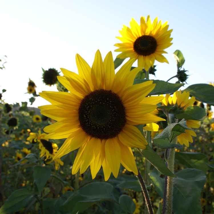 Sonnenblumen in der Pfalz
