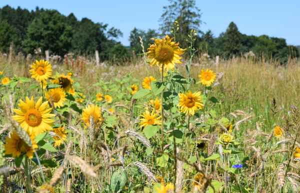 Ländliches Allerlei 02