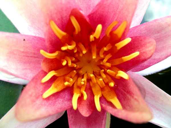 Seerose, Nymphaea, Mexicana